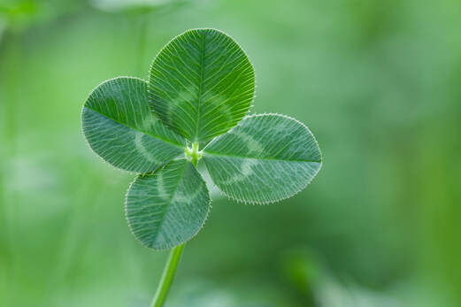 A green four leaf clover with a blurry background 